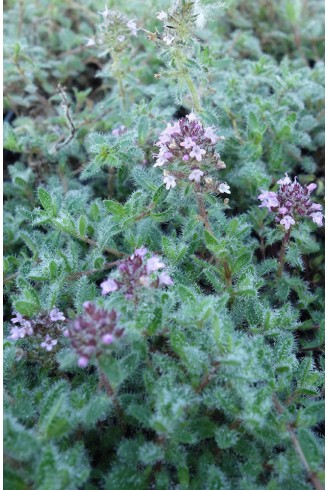 Thymus ciliatus