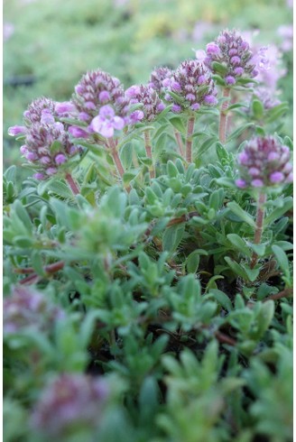 Thymus neiceffii