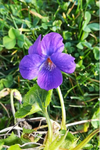 Viola 'Royal Robe'