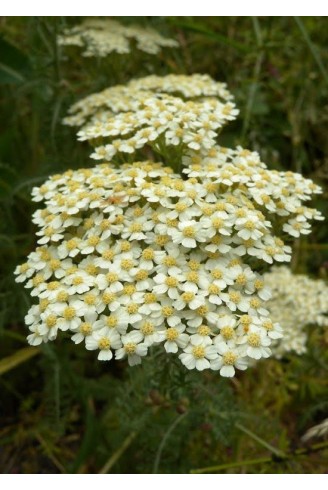 Achillea crithmifolia