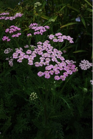 Achillea millefolium 'Lilac...