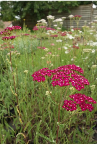 Achillea millefolium 'Red...