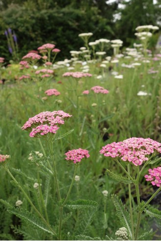 Achillea millefolium 'Rose...