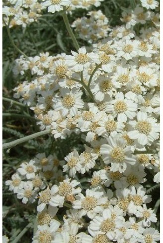 Achillea x kellereri