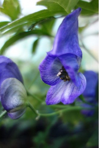 Aconitum carmichaelii...