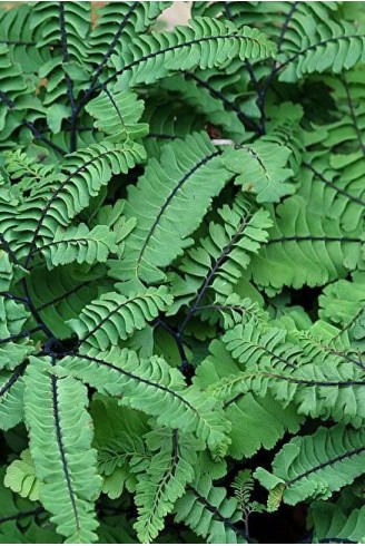 Adiantum aleuticum...