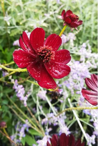 Cosmos atrosanguineus