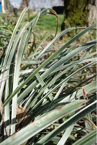 Liriope spicata 'Gin-ryu'