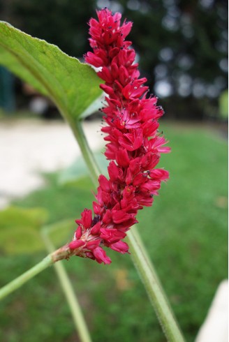 Persicaria amplexicaulis...