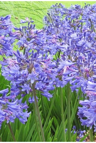 Agapanthus 'Headbourne...