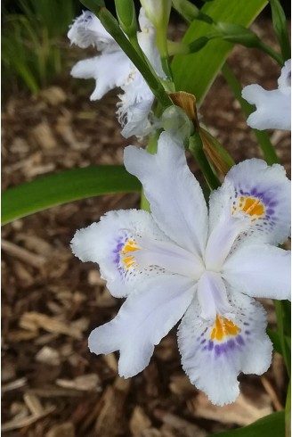 Iris japonica