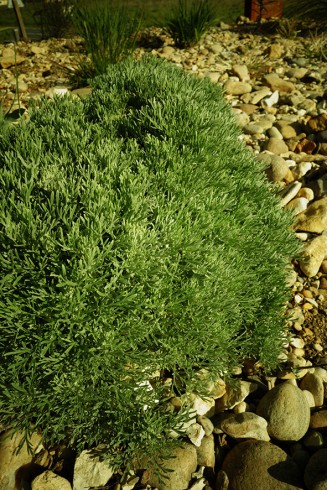 Artemisia alba 'Canescens'