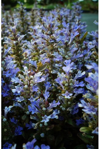 Ajuga tenorei 'Valfredda'