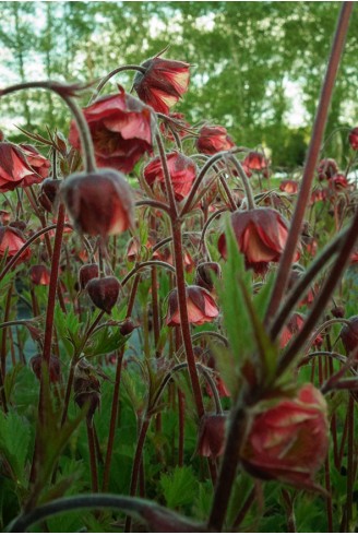 Geum 'Bell Bank'