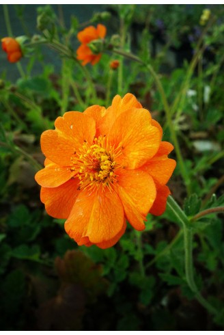 Geum 'Prinses Juliana'