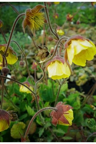 Geum rivale 'Lisanne'