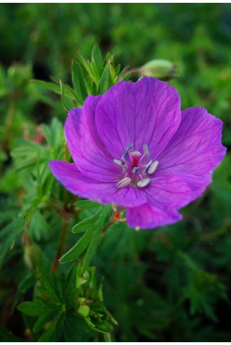 Geranium sanguineum