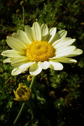 Anthemis 'Blomit'