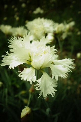 Dianthus plumarius 'Albus...