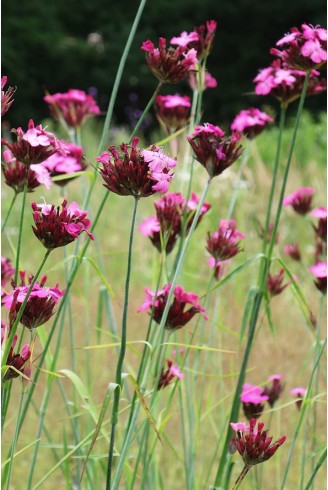 Dianthus carthusianorum