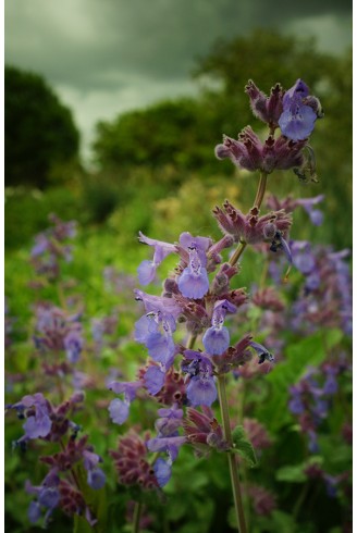 Nepeta racemosa 'Superba'