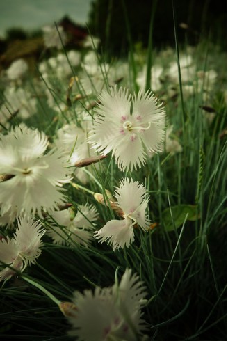 Dianthus lumnitzeri