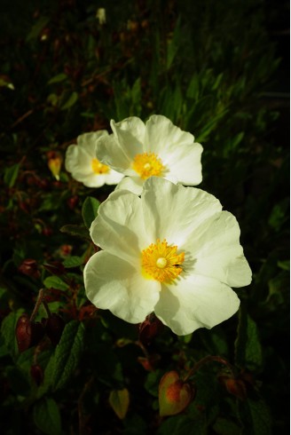 Cistus x corbariensis