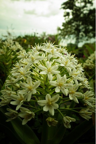 Scilla peruviana 'Alba'