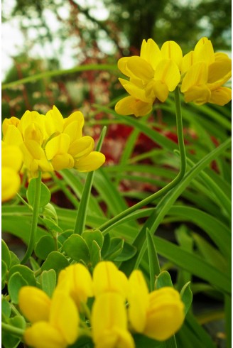 Coronilla valentina...