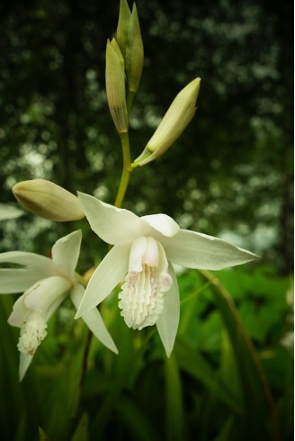 Bletilla striata 'Alba'