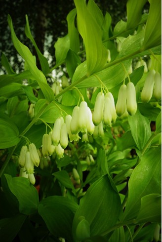 Polygonatum biflorum