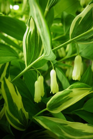 Polygonatum falcatum...