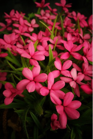 Rhodohypoxis baurii