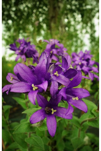 Campanula glomerata 'Joan...