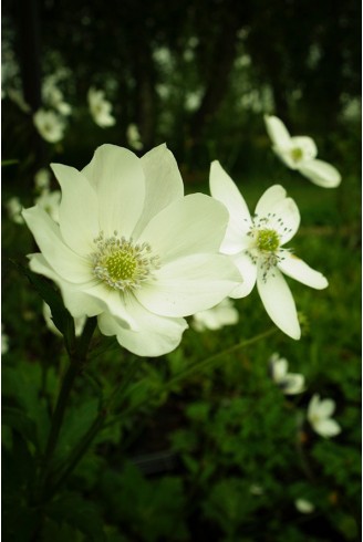 Anemone leveillei