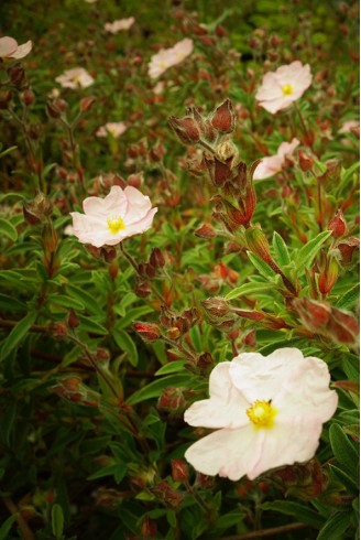 Cistus x skanbergii