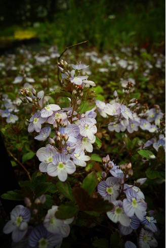 Veronica petraea 'Mme Mercier'