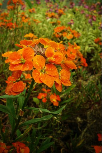 Erysimum 'Janet's Brick Red'