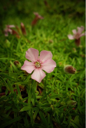 Saponaria x olivana