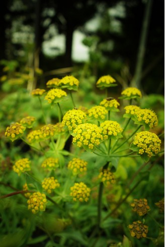 Bupleurum ranunculoides