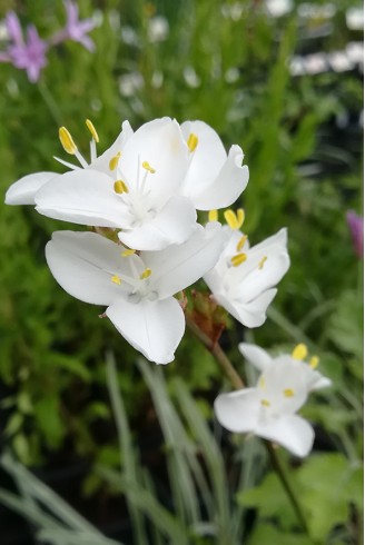 Libertia grandiflora