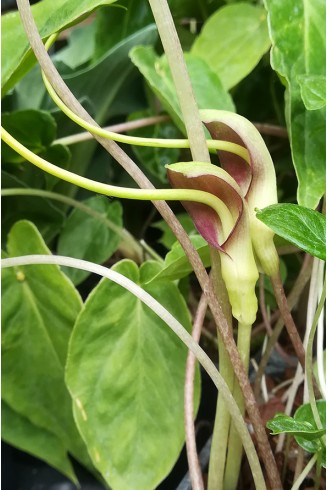 Pinellia cordata 'Green Form'