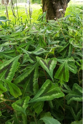 Persicaria microcephala...