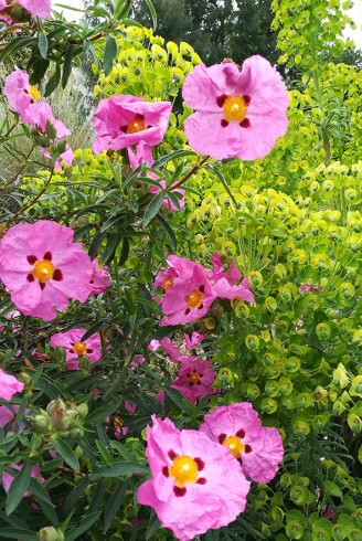 Cistus x purpureus