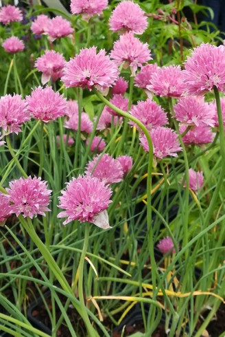 Allium schoenoprasum...