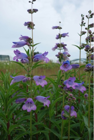 Penstemon 'Hidcote Purple'