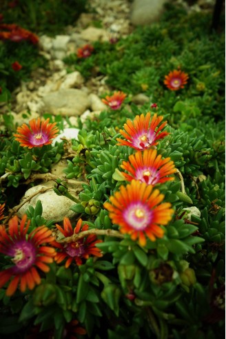 Delosperma 'Fire Spinner'