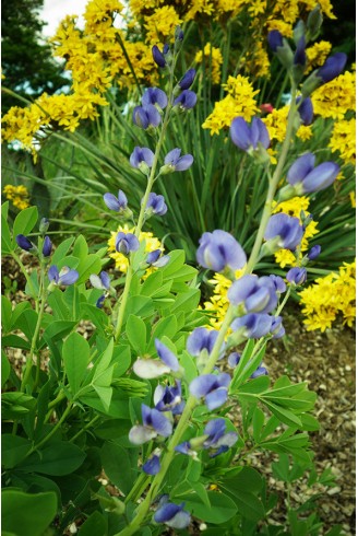 Baptisia australis