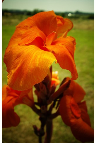 Canna 'Striata'