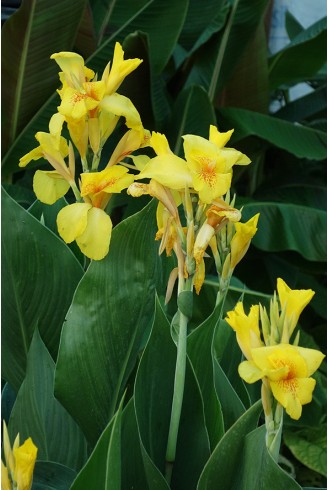 Canna 'Caballero'